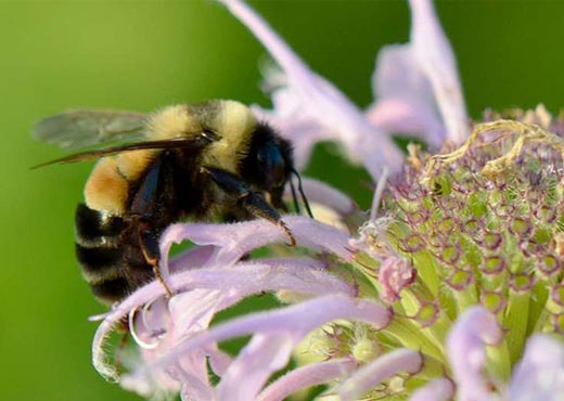 Abeja en Flores de Bosque