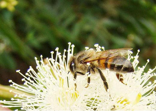 Flor de eucalipto con abeja