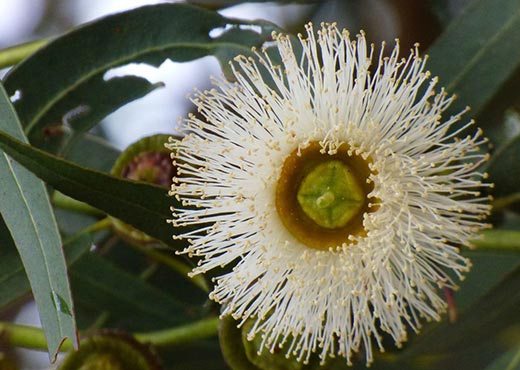 Flor de eucalipto