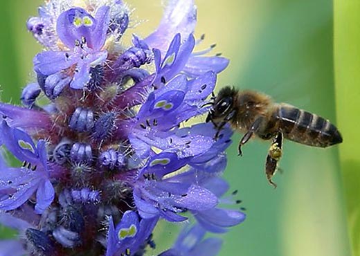 Flor de romero Abeja