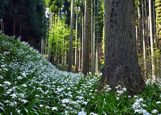 Flores de Bosque